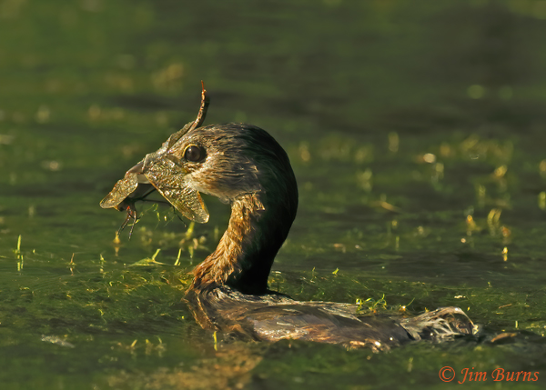 Pied-billed Grebe with Variegated Meadowhawk--3857